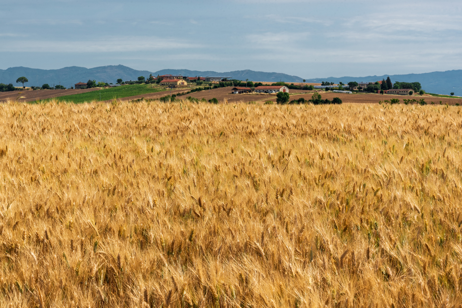 Molino-grano-b