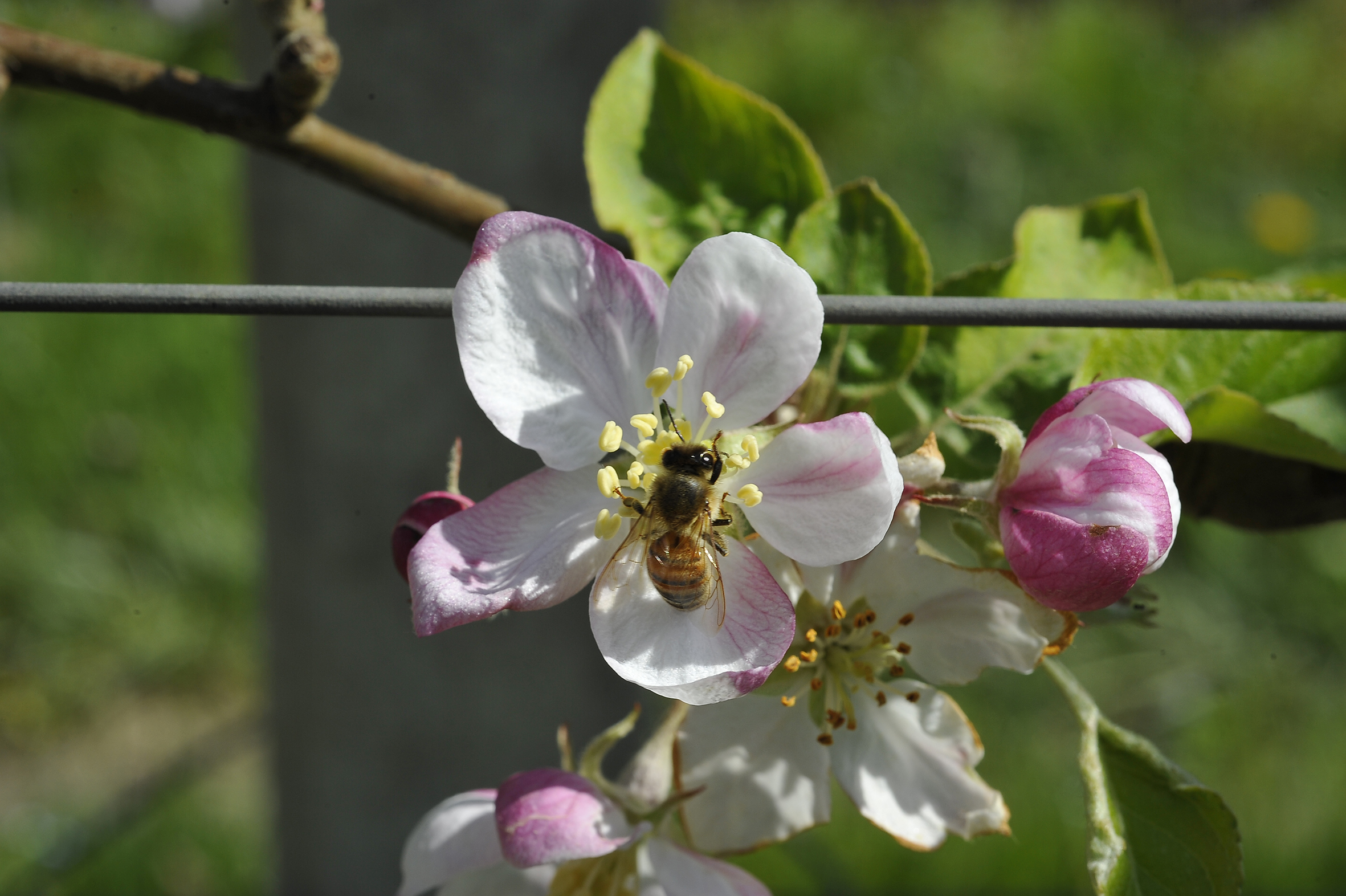 api-sentinelle-articolo